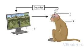 Обезьяны управляют VR силой мысли — прорыв в BCI от KU Leuven